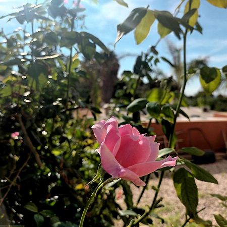 Guesthouse En Coveta Fuma- El Campello Eksteriør billede